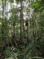 Wanderung im Cuyabeno Reservat 