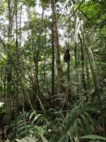 Wanderung im Cuyabeno Reservat 