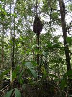 Wanderung im Cuyabeno Reservat 