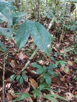 Wanderung im Cuyabeno Reservat 