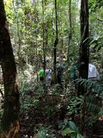 Wanderung im Cuyabeno Reservat 