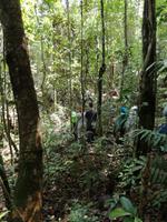 Wanderung im Cuyabeno Reservat 