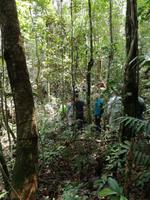 Wanderung im Cuyabeno Reservat 