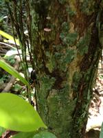 Wanderung im Cuyabeno Reservat 