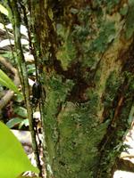 Wanderung im Cuyabeno Reservat 