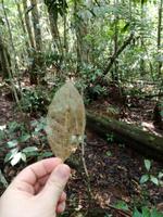 Wanderung im Cuyabeno Reservat 