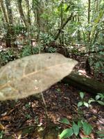 Wanderung im Cuyabeno Reservat 