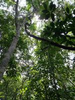 Wanderung im Cuyabeno Reservat 