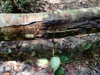 Wanderung im Cuyabeno Reservat 