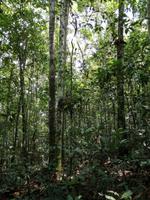 Wanderung im Cuyabeno Reservat 