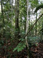 Wanderung im Cuyabeno Reservat 