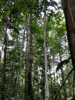 Wanderung im Cuyabeno Reservat 