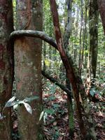 Wanderung im Cuyabeno Reservat 