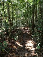 Wanderung im Cuyabeno Reservat 