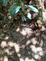 Wanderung im Cuyabeno Reservat 