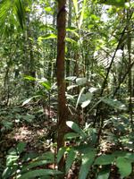 Wanderung im Cuyabeno Reservat 