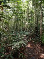 Wanderung im Cuyabeno Reservat 