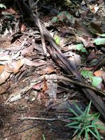 Wanderung im Cuyabeno Reservat 