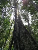 Wanderung im Cuyabeno Reservat 