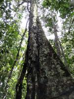 Wanderung im Cuyabeno Reservat 