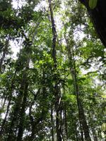 Wanderung im Cuyabeno Reservat 