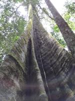 Wanderung im Cuyabeno Reservat 