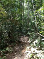 Wanderung im Cuyabeno Reservat 