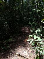 Wanderung im Cuyabeno Reservat 