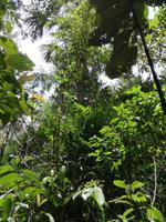 Wanderung im Cuyabeno Reservat 