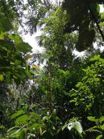 Wanderung im Cuyabeno Reservat 