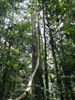 Wanderung im Cuyabeno Reservat 