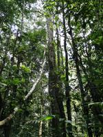 Wanderung im Cuyabeno Reservat 