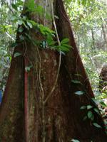 Wanderung im Cuyabeno Reservat 