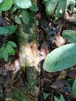 Wanderung im Cuyabeno Reservat 