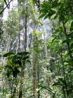 Wanderung im Cuyabeno Reservat 