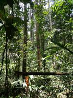 Wanderung im Cuyabeno Reservat 