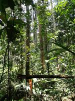 Wanderung im Cuyabeno Reservat 