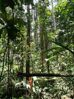 Wanderung im Cuyabeno Reservat 