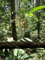 Wanderung im Cuyabeno Reservat 