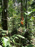 Wanderung im Cuyabeno Reservat 