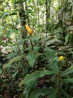 Wanderung im Cuyabeno Reservat 