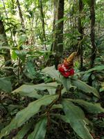 Wanderung im Cuyabeno Reservat 