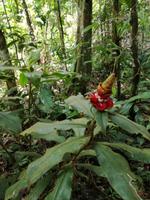 Wanderung im Cuyabeno Reservat 