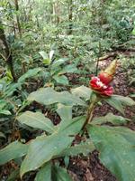 Wanderung im Cuyabeno Reservat 