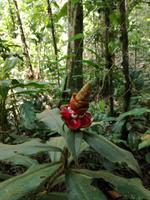 Wanderung im Cuyabeno Reservat 