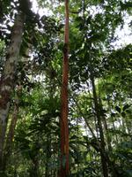 Wanderung im Cuyabeno Reservat 