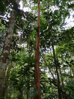 Wanderung im Cuyabeno Reservat 