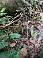 Wanderung im Cuyabeno Reservat 