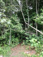 Wanderung im Cuyabeno Reservat 