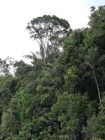 Fahrt auf den Fluss Cuyabeno 